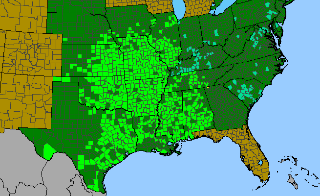 The range of Croton capitatus